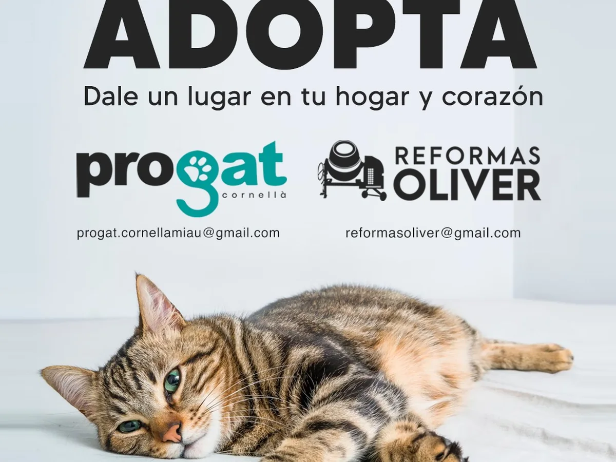 Campaña de adopción de gatos de Progat Cornellà con la colaboración de Reformas Oliver